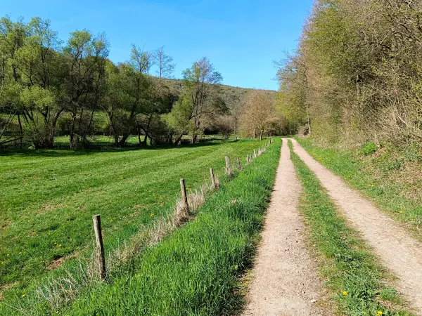 202604240-22 - Waldrand bei Nöthen, Eifel, Nordrhein-Westfalen, Deutschland