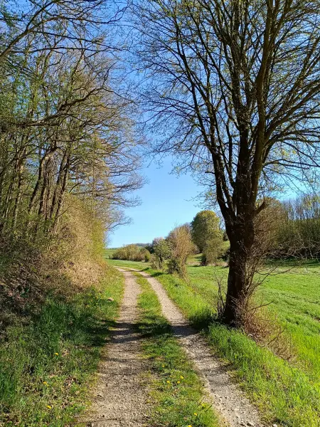 202604240-23 - Waldrand bei Nöthen, Eifel, Nordrhein-Westfalen, Deutschland