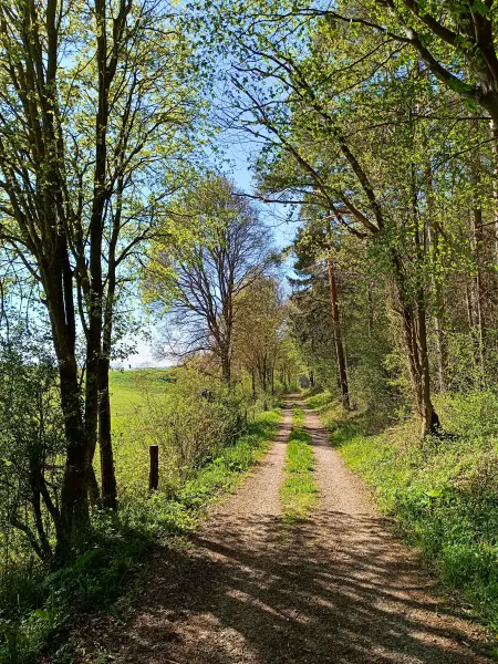 202604240-24 - Waldrand bei Nöthen, Eifel, Nordrhein-Westfalen, Deutschland