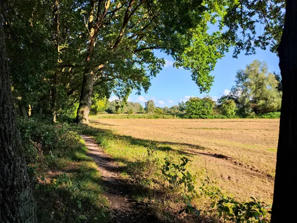 202309241-06 - Waldrand iin der Boberger Niederung, Hamburg, Deutschland