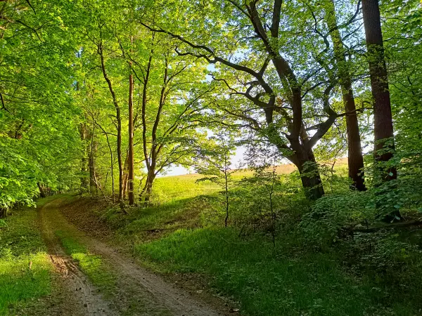 202505130-42 - Waldrand im Müritz-Nationalpark bei Dambeck, Mecklenburgische Seenplatte, Mecklenburg-Vorpommern, Deutschland