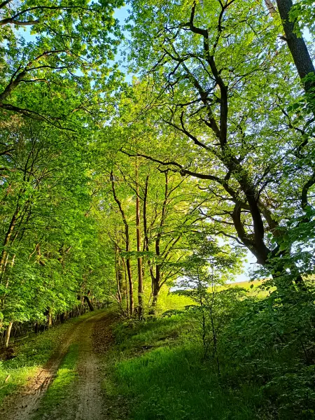 202505130-43 - Waldrand im Müritz-Nationalpark bei Dambeck, Mecklenburgische Seenplatte, Mecklenburg-Vorpommern, Deutschland