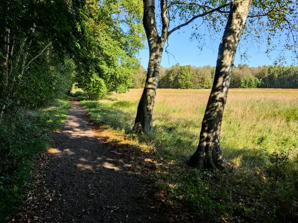 202309240-25 - Waldrand in der Oberalsterniederung bei Rhen, Schleswig-Holstein, Deutschland
