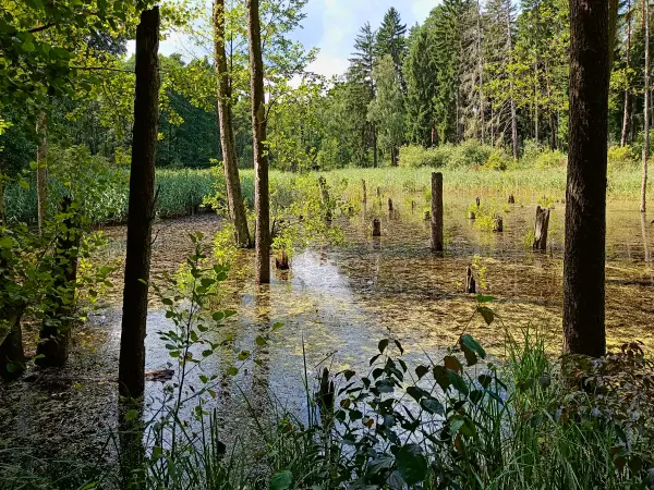 202508020-19 - Waldsee in der Märkischen Schweiz, Seenland Oder-Spree, Brandenburg, Deutschland