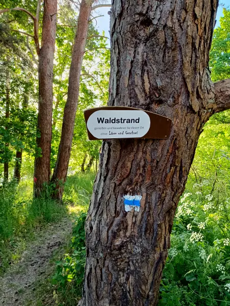 202605270-44 - Waldstrand am Dobbertiner See, Mecklenburgische Seenplatte, Mecklenburg-Vorpommern, Deutschland