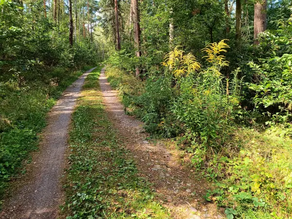 202408260-25 - Waldweg am Bergwitzsee, Anhalt-Dessau-Wittenberg, Sachsen-Anhalt, Deutschland
