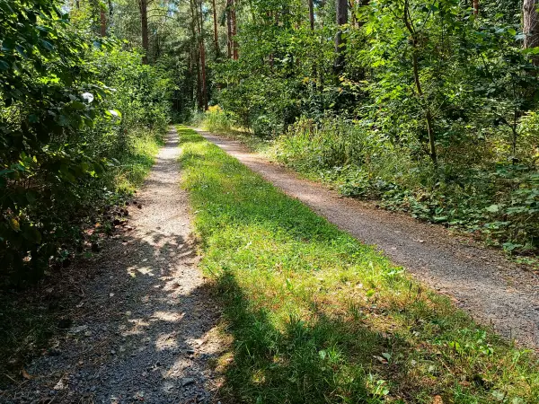 202408260-26 - Waldweg am Bergwitzsee, Anhalt-Dessau-Wittenberg, Sachsen-Anhalt, Deutschland