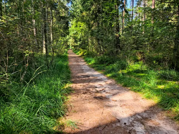 202308240-20 - Waldweg am Büsenbachtal, Lüneburger Heide, Niedersachsen, Deutschland