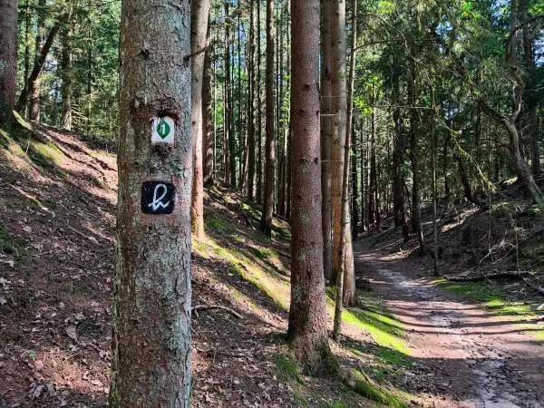 202308240-22 - Waldweg am Büsenbachtal, Lüneburger Heide, Niedersachsen, Deutschland