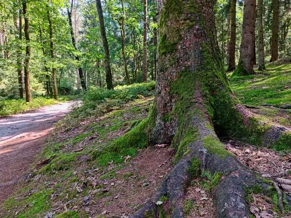 202308240-24 - Waldweg am Büsenbachtal, Lüneburger Heide, Niedersachsen, Deutschland