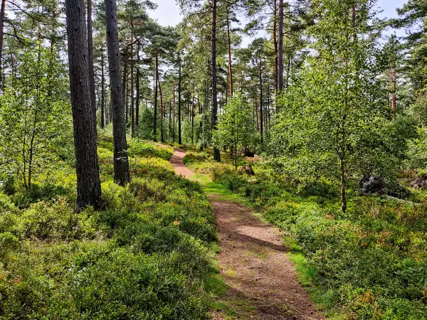 202308240-35 - Waldweg am Büsenbachtal, Lüneburger Heide, Niedersachsen, Deutschland