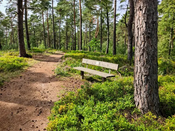 202308240-36 - Waldweg am Büsenbachtal, Lüneburger Heide, Niedersachsen, Deutschland