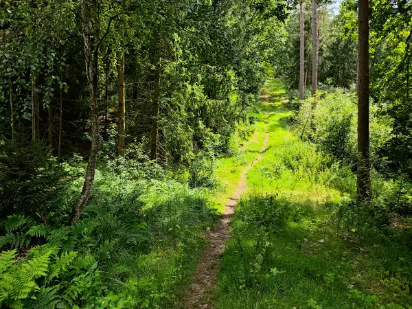202308240-41 - Waldweg am Büsenbachtal, Lüneburger Heide, Niedersachsen, Deutschland