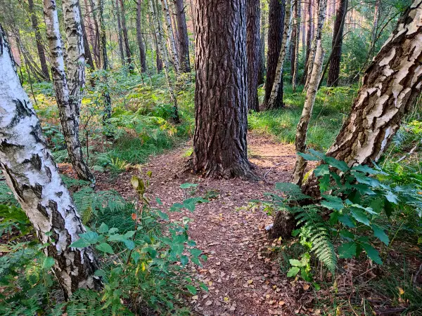202309160-25 - Waldweg am Grubensee bei Limsdorf, Seenland Oder-Spree, Brandenburg, Deutschland