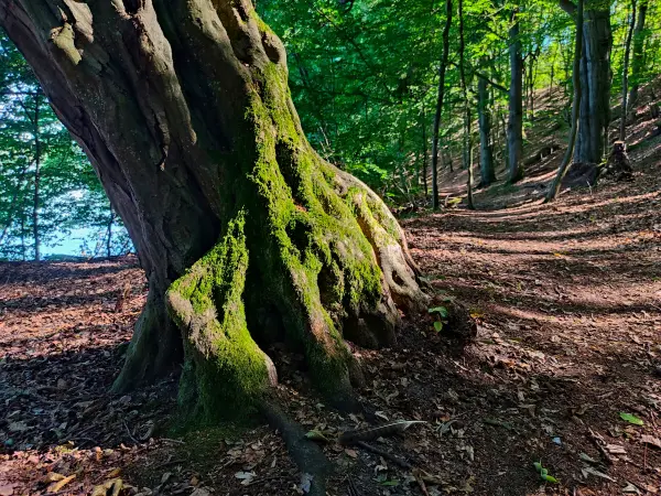 202309040-26 - Waldweg am Huwenowsee bei Meseberg, Ruppiner Seenland, Brandenburg, Deutschland
