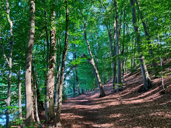 202309040-28 - Waldweg am Huwenowsee bei Meseberg, Ruppiner Seenland, Brandenburg, Deutschland