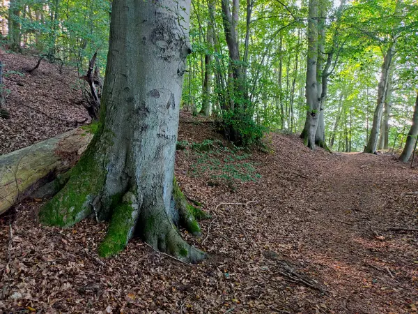 202309110-23 - Waldweg am Peetschsee  bei Neuglobsow, Ruppiner Seenland, Brandenburg, Deutschland