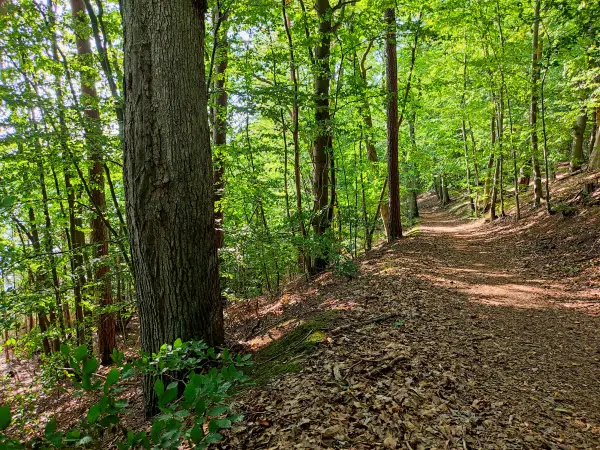 202309110-17 - Waldweg am Peetschsee bei Steinförde, Ruppiner Seenland, Brandenburg, Deutschland