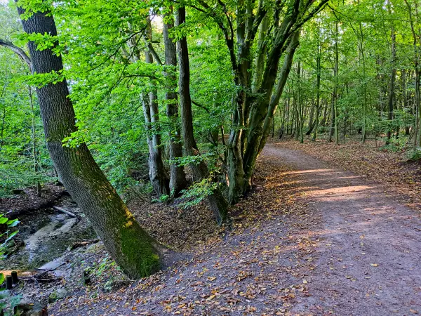 202309240-11 - Waldweg am Pinnau-Biotop bei Henstedt-Ulzburg, Schleswig-Holstein, Deutschland