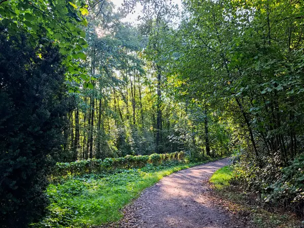 202309240-14 - Waldweg am Pinnau-Biotop bei Henstedt-Ulzburg, Schleswig-Holstein, Deutschland