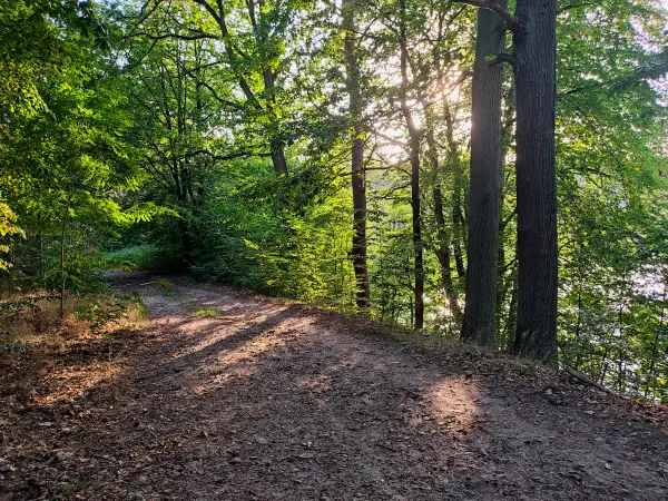 202309110-31 - Waldweg am Röblinsee bei Fürstenberg, Ruppiner Seenland, Brandenburg, Deutschland