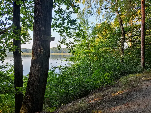 202309110-32 - Waldweg am Röblinsee bei Fürstenberg, Ruppiner Seenland, Brandenburg, Deutschland