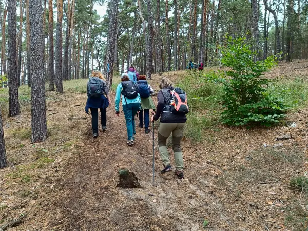 202510110-07 - Waldweg am Saarmunder Endmoränenbogen, Fläming, Brandenburg, Deutschland