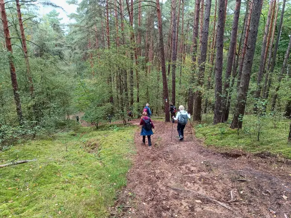 202510110-09 - Waldweg am Saarmunder Endmoränenbogen, Fläming, Brandenburg, Deutschland