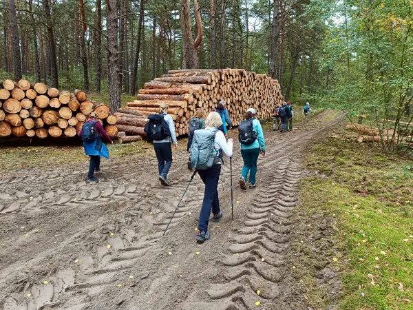 202510110-11 - Waldweg am Saarmunder Endmoränenbogen, Fläming, Brandenburg, Deutschland