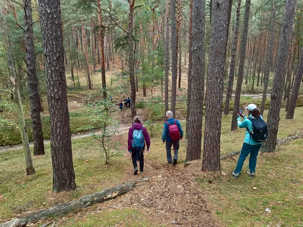 202510110-12 - Waldweg am Saarmunder Endmoränenbogen, Fläming, Brandenburg, Deutschland