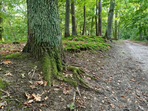 202509130-48 - Waldweg am Telegrafenberg, Potsdam, Brandenburg, Deutschland