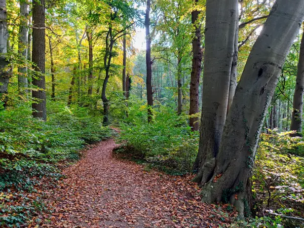 202310300-22 - Waldweg am Tiefwarensee bei Waren, Mecklenburgische Seenplatte, Mecklenburg-Vorpommern, Deutschland