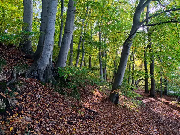 202310300-23 - Waldweg am Tiefwarensee bei Waren, Mecklenburgische Seenplatte, Mecklenburg-Vorpommern, Deutschland