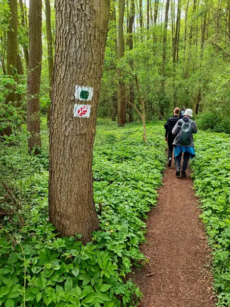 202605090-16 - Waldweg am Wolletzsee, Uckermark, Brandenburg, Deutschland