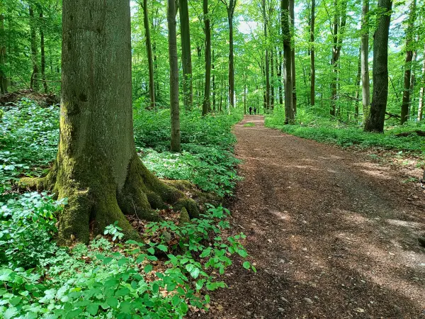 202605090-21 - Waldweg am Wolletzsee, Uckermark, Brandenburg, Deutschland