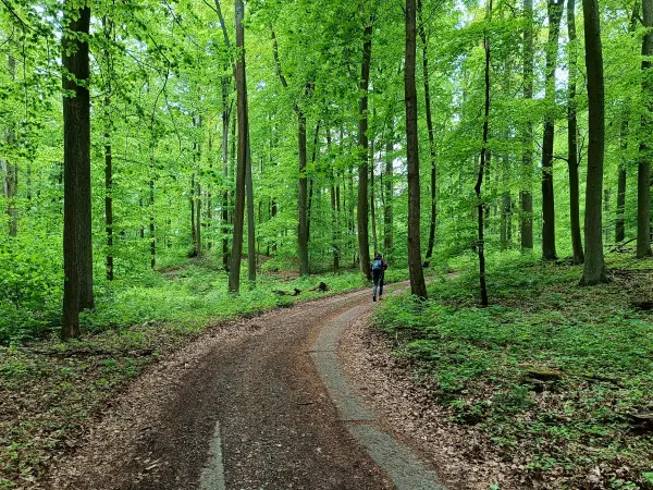 202605090-22 - Waldweg am Wolletzsee, Uckermark, Brandenburg, Deutschland