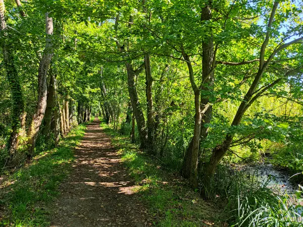 202309040-13 - Waldweg am Wutzsee bei Lindow, Ruppiner Seenland, Brandenburg, Deutschland