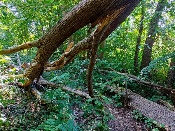 202309040-16 - Waldweg am Wutzsee bei Lindow, Ruppiner Seenland, Brandenburg, Deutschland