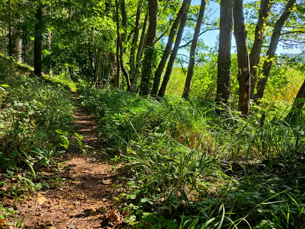 202309040-19 - Waldweg am Wutzsee bei Lindow, Ruppiner Seenland, Brandenburg, Deutschland