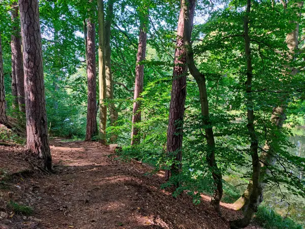 202309110-07 - Waldweg an der Steinhavel bei Fürstenberg, Ruppiner Seenland, Brandenburg, Deutschland