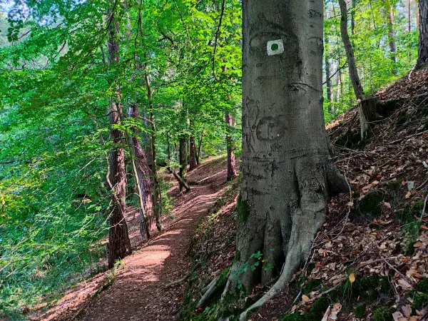 202309110-08 - Waldweg an der Steinhavel bei Fürstenberg, Ruppiner Seenland, Brandenburg, Deutschland