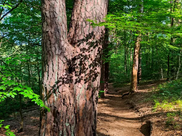 202309110-09 - Waldweg an der Steinhavel bei Fürstenberg, Ruppiner Seenland, Brandenburg, Deutschland