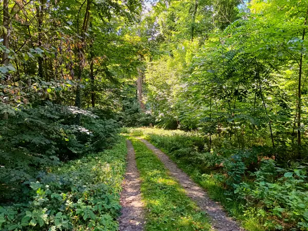 202508260-15 - Waldweg auf der Insel Werder bei Alt Schwerin, Mecklenburgische Seenplatte, Mecklenburg-Vorpommern, Deutschland