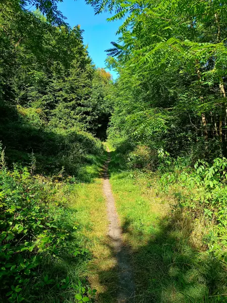 202508260-27 - Waldweg auf der Insel Werder bei Alt Schwerin, Mecklenburgische Seenplatte, Mecklenburg-Vorpommern, Deutschland