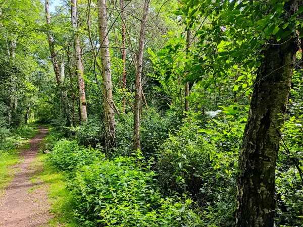 202308090-10 - Waldweg auf der Rabeninsel in Halle, Sachsen-Anhalt, Deutschland