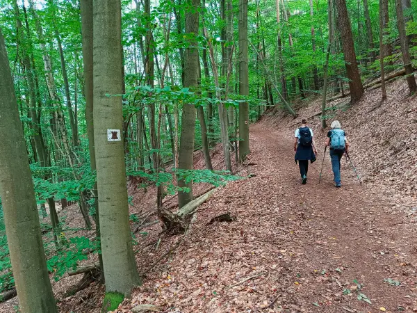202609190-15 - Waldweg bei Bad Freienwalde, Seenland Oder-Spree, Brandenburg, Deutschland