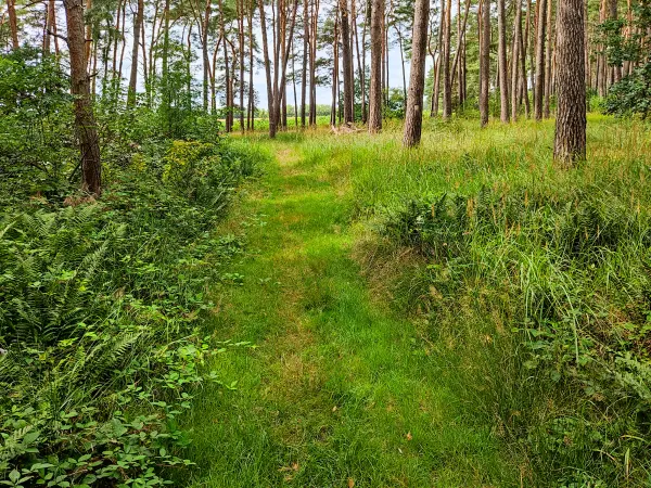 202308050-18 - Waldweg bei Bergholz, Fläming, Brandenburg, Deutschland