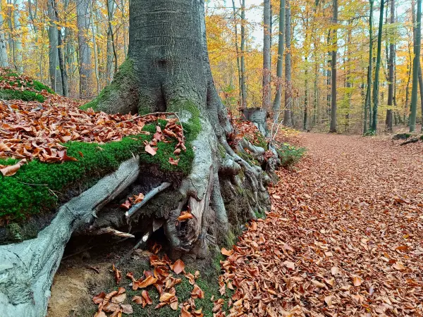 202511050-07 - Waldweg bei Blankenberg, Mecklenburgische Seenplatte, Mecklenburg-Vorpommern, Deutschland