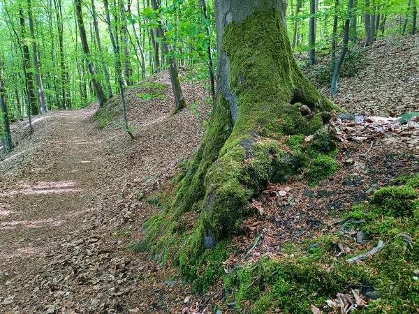 202604260-27 - Waldweg bei Blankenstein, Ruhrgebiet, Nordrhein-Westfalen, Deutschland