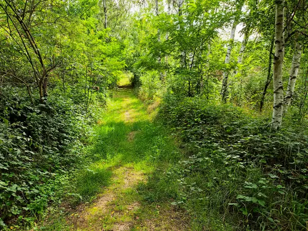202308050-28 - Waldweg bei Borne, Fläming, Brandenburg, Deutschland